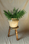 Faux Norfolk pine stems arranged in a cream glazed crock on a wooden stool with turned legs