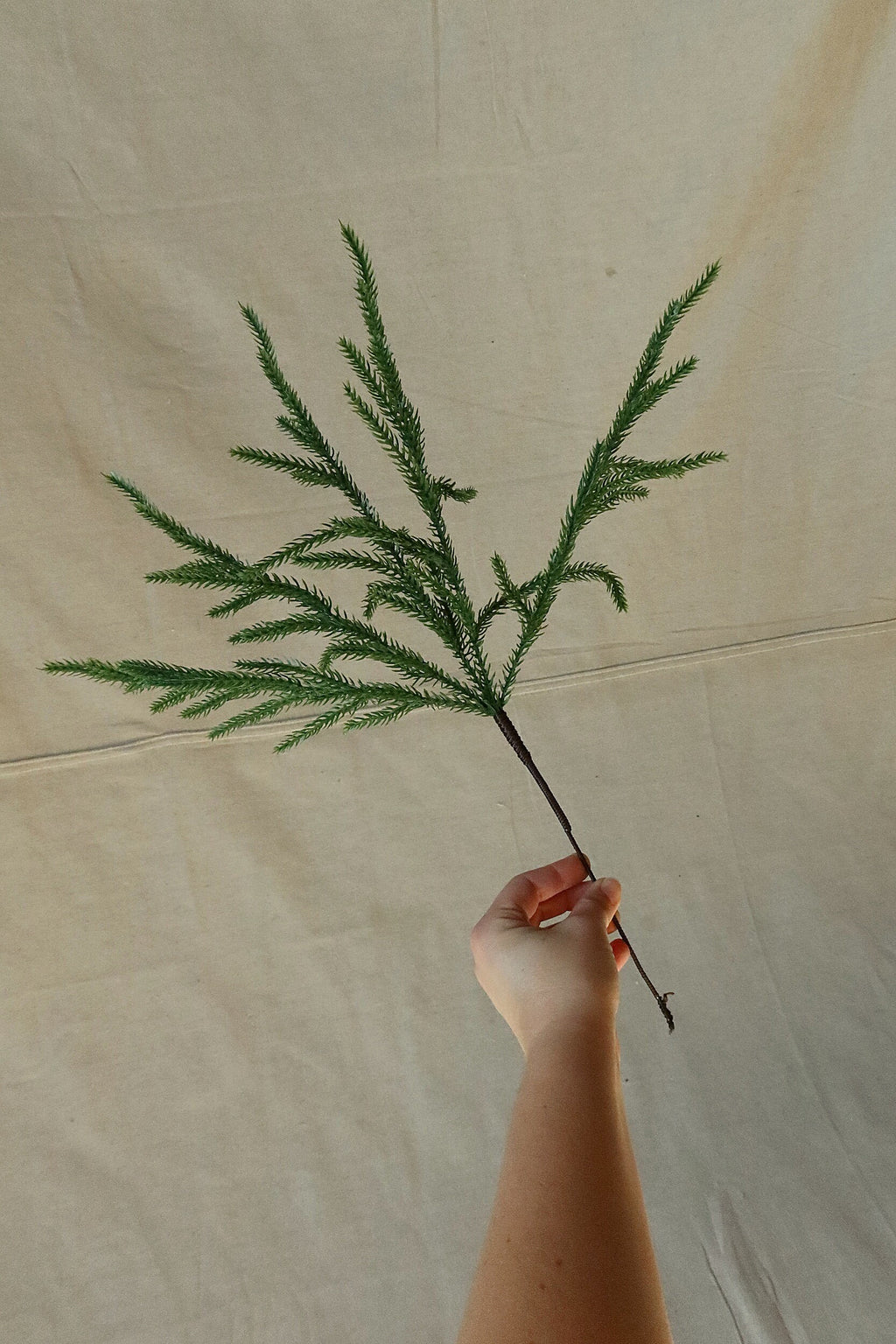Single 18 inch faux Norfolk pine stem held up to show its branches